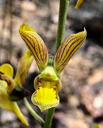 Image result for Bulbophyllum expallidum