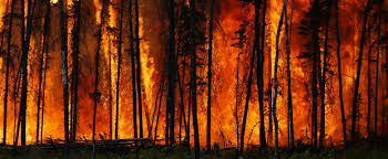 Los incendios forestales son incendios no previstos que arden en áreas naturales; La Calidad Del Aire De Nyc Disminuye Por Incendios Forestales A Kilometros De Distancia Latinamerican Post