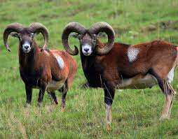 Mouflon trophy 61 to 700 cm on approach or on still hunt between Sologne  and Berry. | Chasse et découvertes