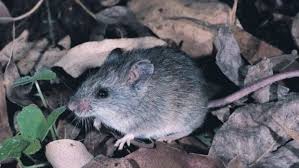 Jordan hayne carl said through the project, he learned that his father's grandfather was a. Fenner In The News Insurance Population Of Locally Extinct Mouse To Be Housed At Tidbinbilla Canberra Times Anu Fenner School Of Environment Society