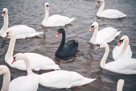 Swans are grouped with the closely related geese in the subfamily anserinae where swans form the tribe cygnini. What Is A Black Swan