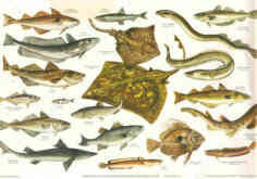 Books On British Sea Fish And Saltwater Fishes