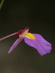 Image result for Utricularia striatula