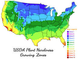 Usda Plant Hardiness Zone Map For Palm Trees And Other