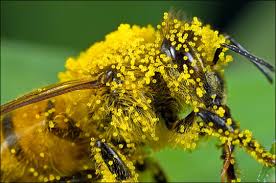 Check spelling or type a new query. Study Reveals The Need For Alternative Pollinators To The Be Plants And Animals