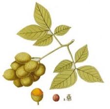 Image result for Melicoccus