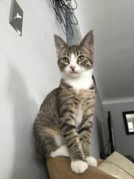 Adopt Ron Swanson On Petfinder Cat Adoption Cats Cradle Cats