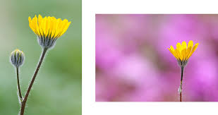 By definition, flowers are associated to vibrant the colored plants, but this only adds another layer of depth to the framed black and white flower photography assembled by framedart.com. Flowers In Black And White Photonaturalist Nature Photography Tips And Tutorials