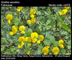 Image result for Smithia