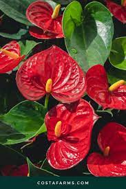 Keep Your Anthurium Healthy Anthurium Plant Anthurium Plant In Glass
