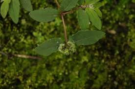 Image result for Euphorbia ophthalmica