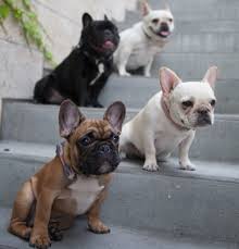 So if you were wondering which breed you wanted, this might well be a deciding factor. 5 Fun Facts About French Bulldogs What The Frenchie