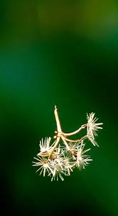 Image result for Grewia micrantha