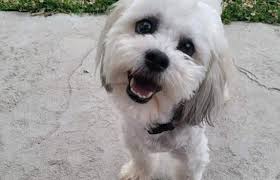 Punish Police Officer Who Killed 13-Pound Blind, Deaf Dog