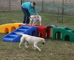 Pin On Dog Gone Great Play