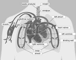 National eye institute , national eye health education program subject: Labeled Diagram Of The Cardiovascular System Download Scientific Diagram