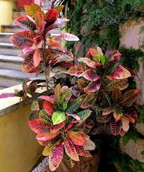 Image result for Croton
