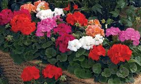 igarden 花寶愛花園園藝文摘plus 愛花精選 天竺葵精英混合 geraniums flowers floral wreath