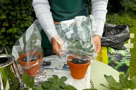 Rosen Vermehren So Leicht Geht S Rose Vermehren Stecklinge Rosen