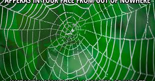 Spider Web Meme Picture Webfail Fail Pictures And Fail Videos