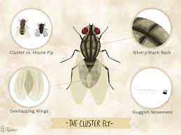 Black flag brands, llc 8pk fly paper ribbon 34624 flying insect trap: How To Get Rid Of Cluster Flies