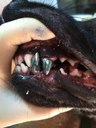 Without insurance, it may cost $2,500 per gold crown and anywhere between $800 and $1,500 per crown in general. Dog Dental Implant Mildlyinteresting