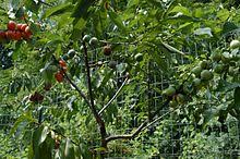 Maybe you would like to learn more about one of these? Tree Of 40 Fruit Wikipedia