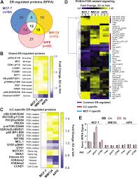Dec 16, 2014 · affected individuals can experience severe mucocutaneous bleeding, bleeding into the muscles and joints, joint damage, and the development of multiple hematomas. Estrogen Controls Mtor Signaling And Mitochondrial Function Via Wnt4 In Lobular Carcinoma Cells Biorxiv
