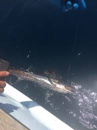 Archived Fishing Reports Obsession Fishing Outer Banks North Carolina  Sportfishing Sailfish