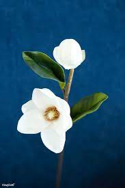 Download Premium Image Of White Magnolia On Blue Background 1204378 White Magnolia Flower Illustration Blue Backgrounds