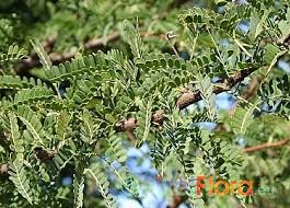 Image result for Acacia karroo