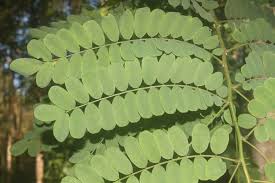 Image result for Calpurnia aurea