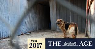 Maybe you would like to learn more about one of these? Pet Shops Banned From Selling Puppies In Victoria