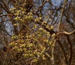 Image result for Steganotaenia