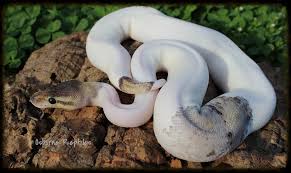 Check spelling or type a new query. Interesting Het Pied Project