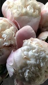 We propagate our peonies the traditional way and don't use meristem culture. Pin On Peonies