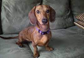 Grooming, daycare, self wash, training Dapple Miniature Dachshund Brown We Are Honored To Post This Tale Of Beautiful Red Smooth Dappled Eva Weiner Dog Dachshund Dachshund Puppies