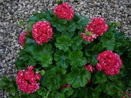 Pelargonium Pelargonia Plum Rambler Geranios