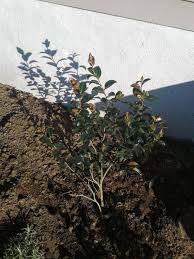 Maybe you would like to learn more about one of these? Brown Leaves On Camellia