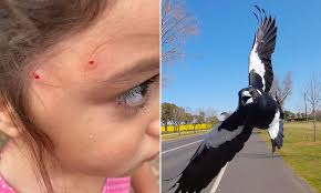 July 13th, 2021 03:45 pm. Mum Issues Warning After Her Four Year Old Daughter Was Attacked By A Very Aggressive Magpie Daily Mail Online