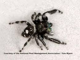 jumping spiders pest profile pictures information