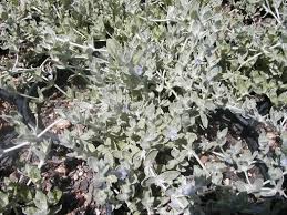 Image result for Stemodia serrata