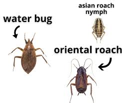 12 Bugs That Look Like Cockroaches But Aren T With Pictures