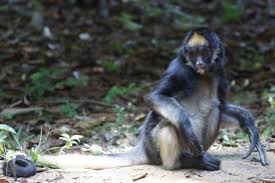 Resultado de imagen de fotos de animales en peligro de extinción