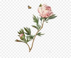watercolor pink flowers png download 564 721 free transparent drawing png download cleanpng kisspng watercolor pink flowers png download