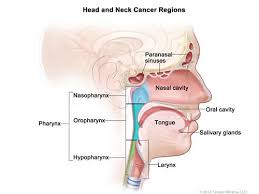 There are lymph glands in the lower back. Head And Neck Cancers National Cancer Institute
