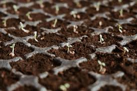 Free shipping on qualified orders. How To Grow Tomatoes In Containers A Small Space Bumper Crop Dengarden