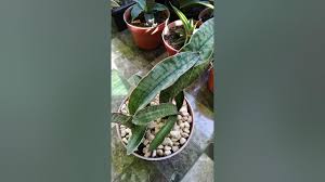Image result for Sansevieria scimitariformis