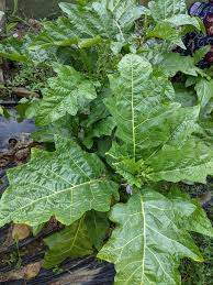 Image result for Solanum macrocarpon