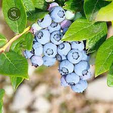 One of the best blueberries for eating fresh, vaccinium corymbosum 'toro' (highbush blueberry) is a bushy upright deciduous shrub, with. Blueberry Toro Cowell S Garden Centre Woolsington